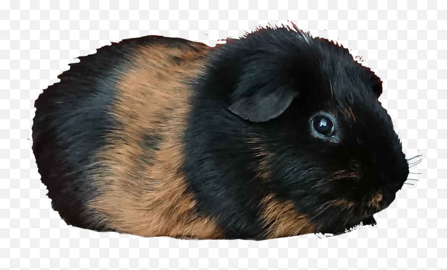 Popular And Trending Guineapig Stickers On Picsart Emoji,Guinea Pig Emojis