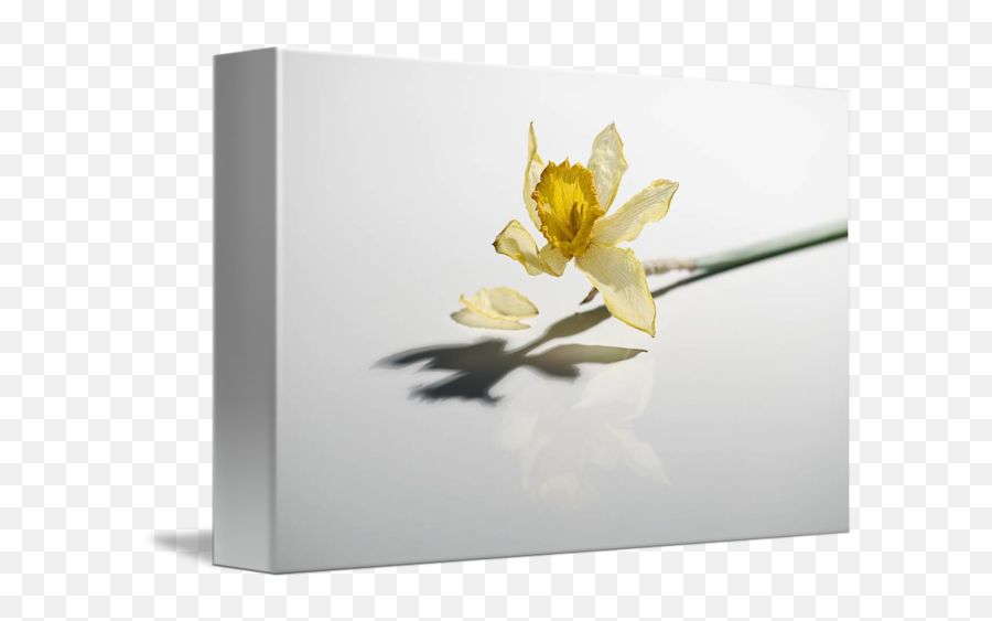 Wilted Daffodil By Ken Tannenbaum Emoji,Daffodil Emoticon Facebook