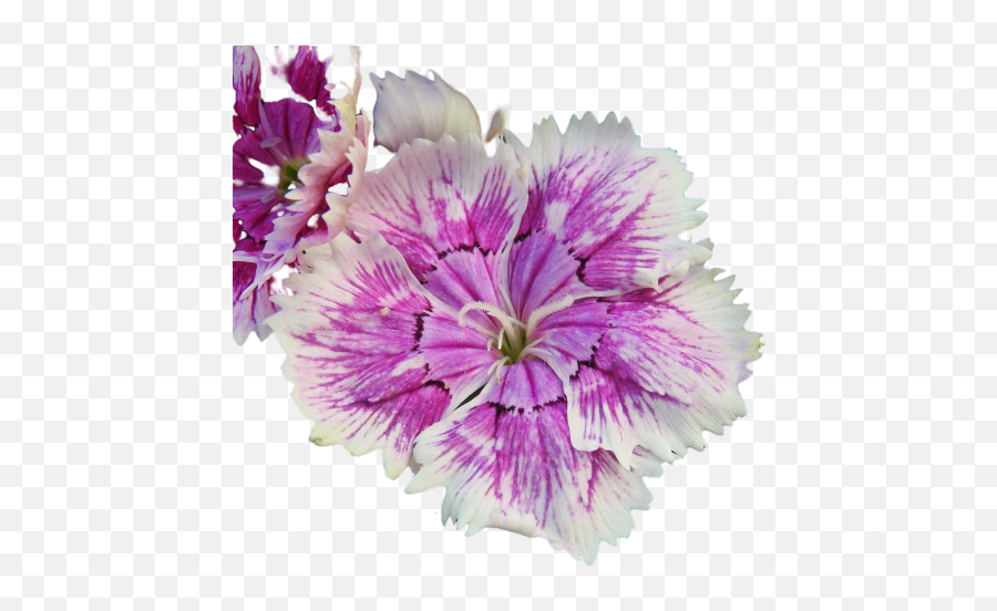 Petunia Png Images Download Petunia Png Transparent Image Emoji,Violet Emoji Flower