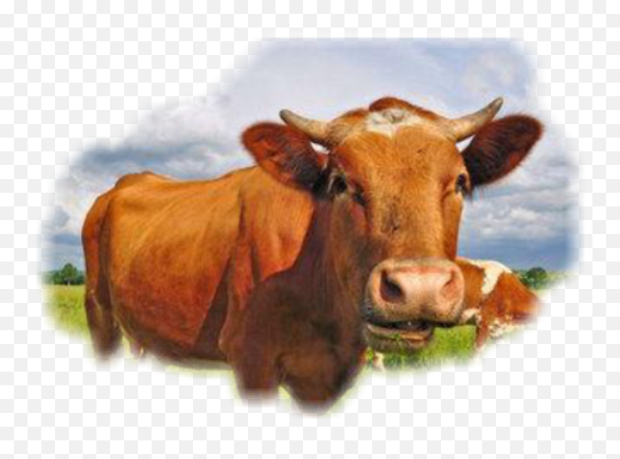 Popular And Trending Pastoral Stickers On Picsart - Cow Emoji,Cow Emoji Pillow