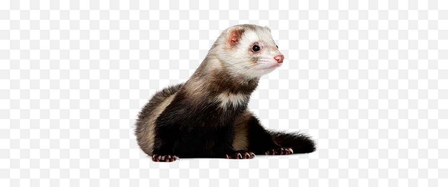 Ferret Png High - Quality Image Png Arts Emoji,Ferret Emoji