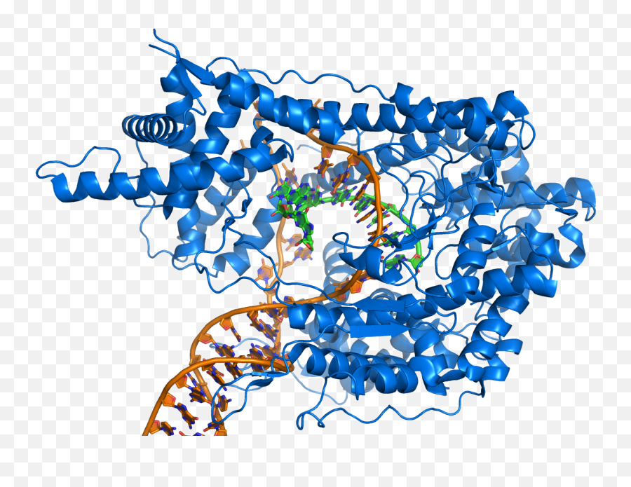 Rna Polymerase Producing Mrna From A Double - Stranded Rna Rna Polymerase Emoji,Triple Heart Emoji
