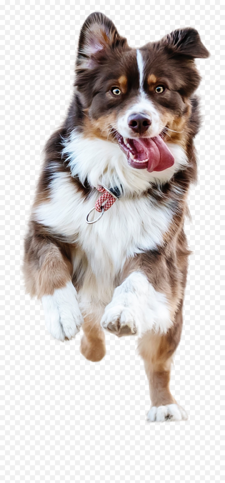 The Most Edited Dogs Picsart - Pet Social Media Post Design Emoji,Emoji Badges Imvu