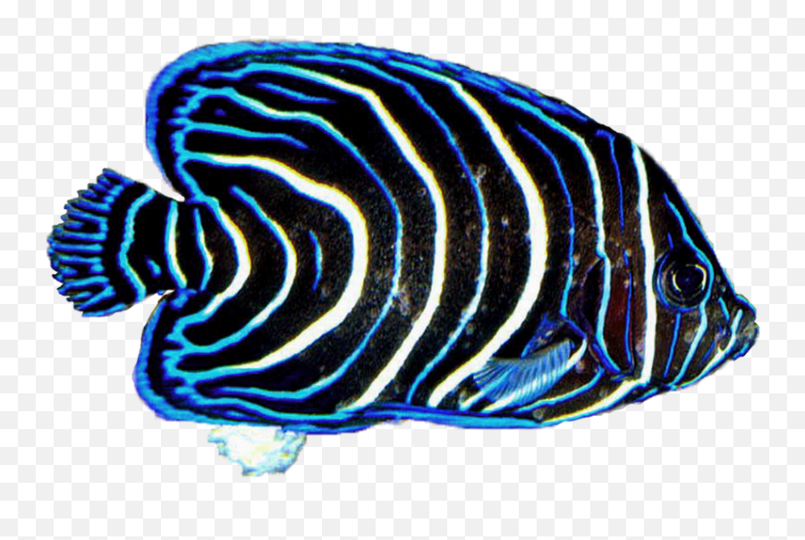 Download Angel Fish Png - Saltwater Fish Png Image With No Saltwater Fish Png Emoji,Coral Reef Emoji