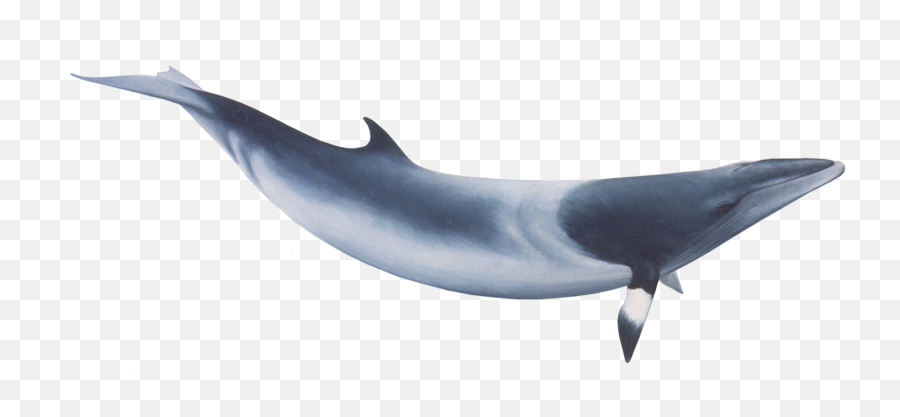 Whale Minke Whale Ocean Creatures - Common Minke Whale Transparent Emoji,Orcas Emotions