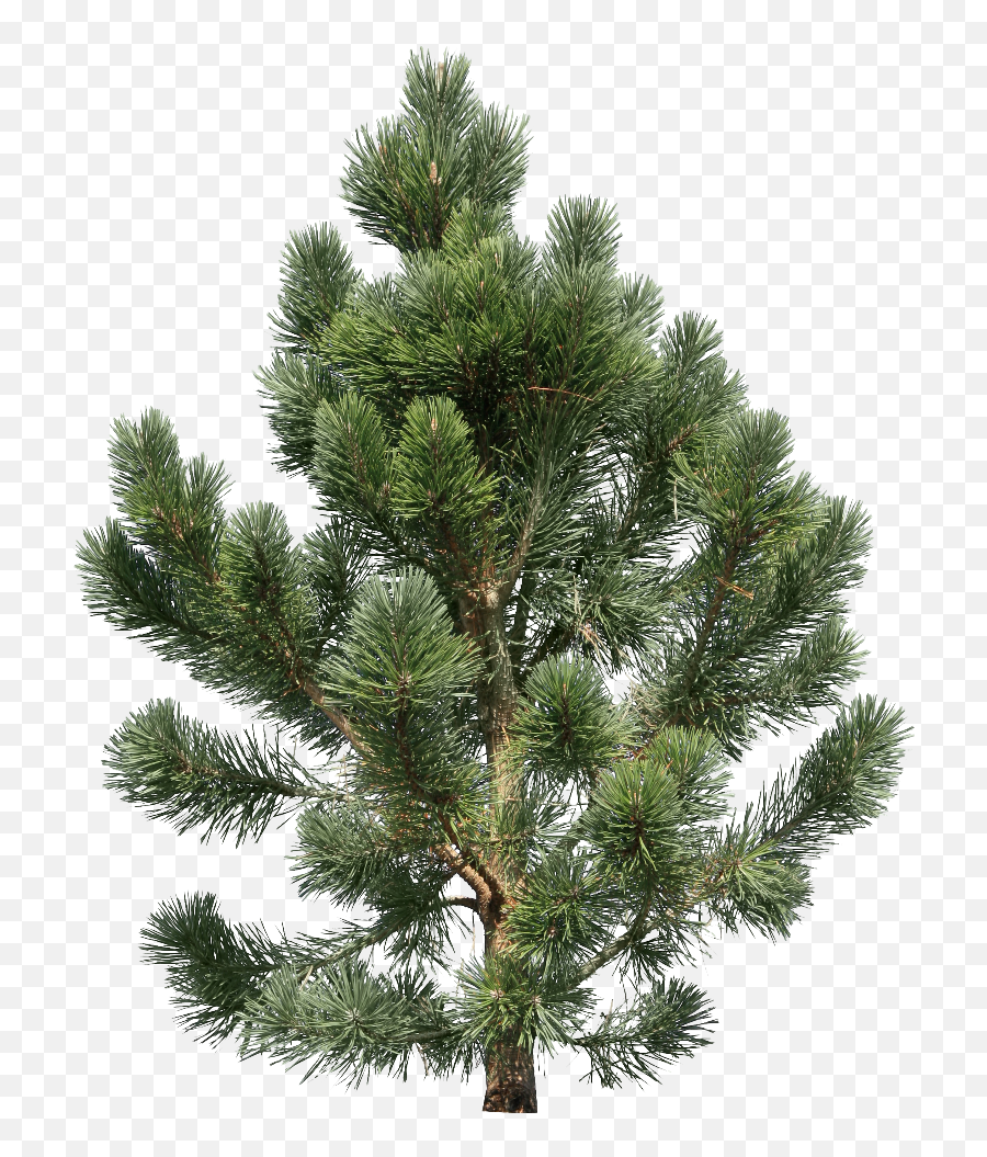 Fir Tree Png Transparent 2516 - Png Pine Trees Emoji,Pine Tree And Plant Emojis Facebook