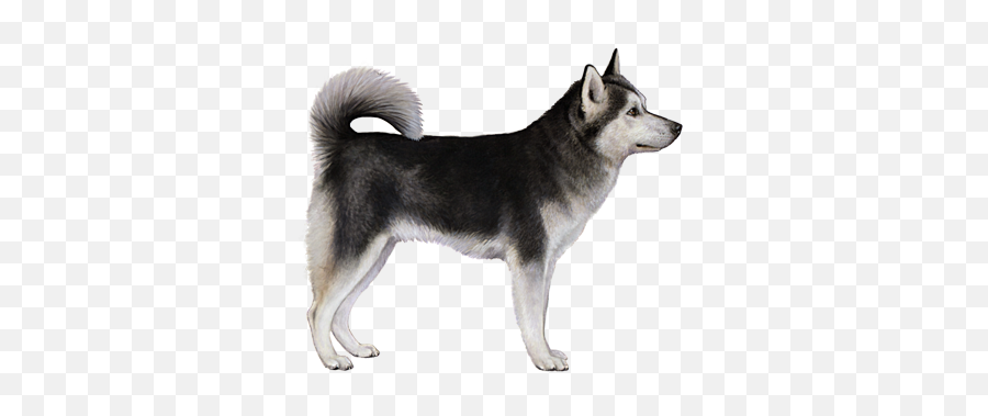 Alaskan Klee Kai Facts - Alaskan Klee Kai Transparent Emoji,Husky Stages Of Emotion