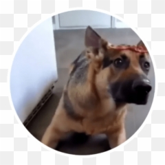 Wholesome Animals Stickers - Collar Emoji,Gsd German Shepard Emojis