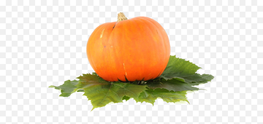 Pumpkin Jackolantern Food Vegetarian - Real Transparent Background Pumpkin Png Emoji,Pumpkin Carving Emoticons