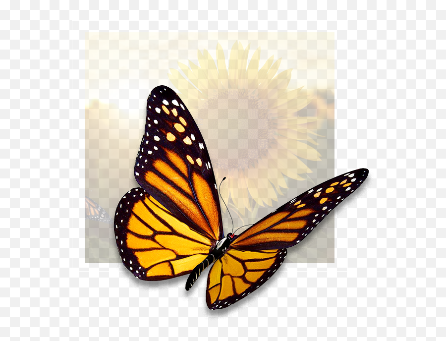 Nina - Eastern Vs Western Monarch Butterfly Emoji,Orang Emotion