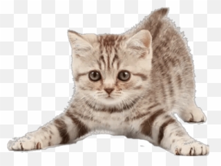 Emojis Cute Emoji,Tabby Emojis Transparent