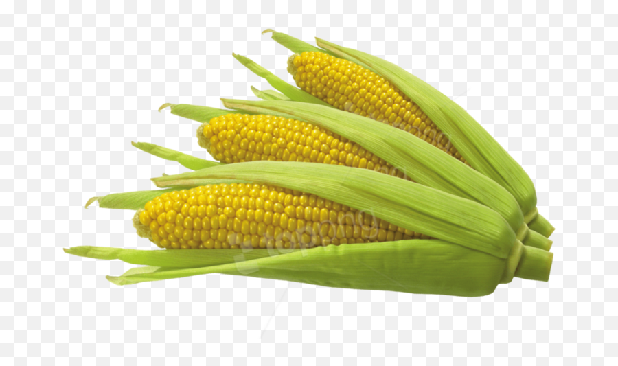 Trend Fiesta Idk Popcorn Corn Sticker By Proomo - Corn On The Cob Emoji,Corn Emoji Png