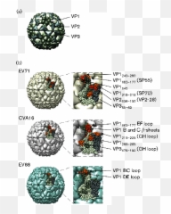 Human Picornaviruses Associated With Neurological Diseases Emoji,Hwang Insun Emoticon ???