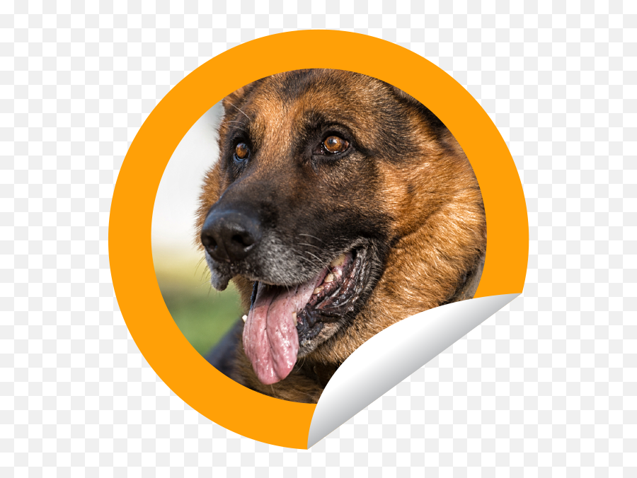 Marc Marion Animal Resource Connection Home - Canine Tooth Emoji,German Sheppherd Emotions Based On Ears