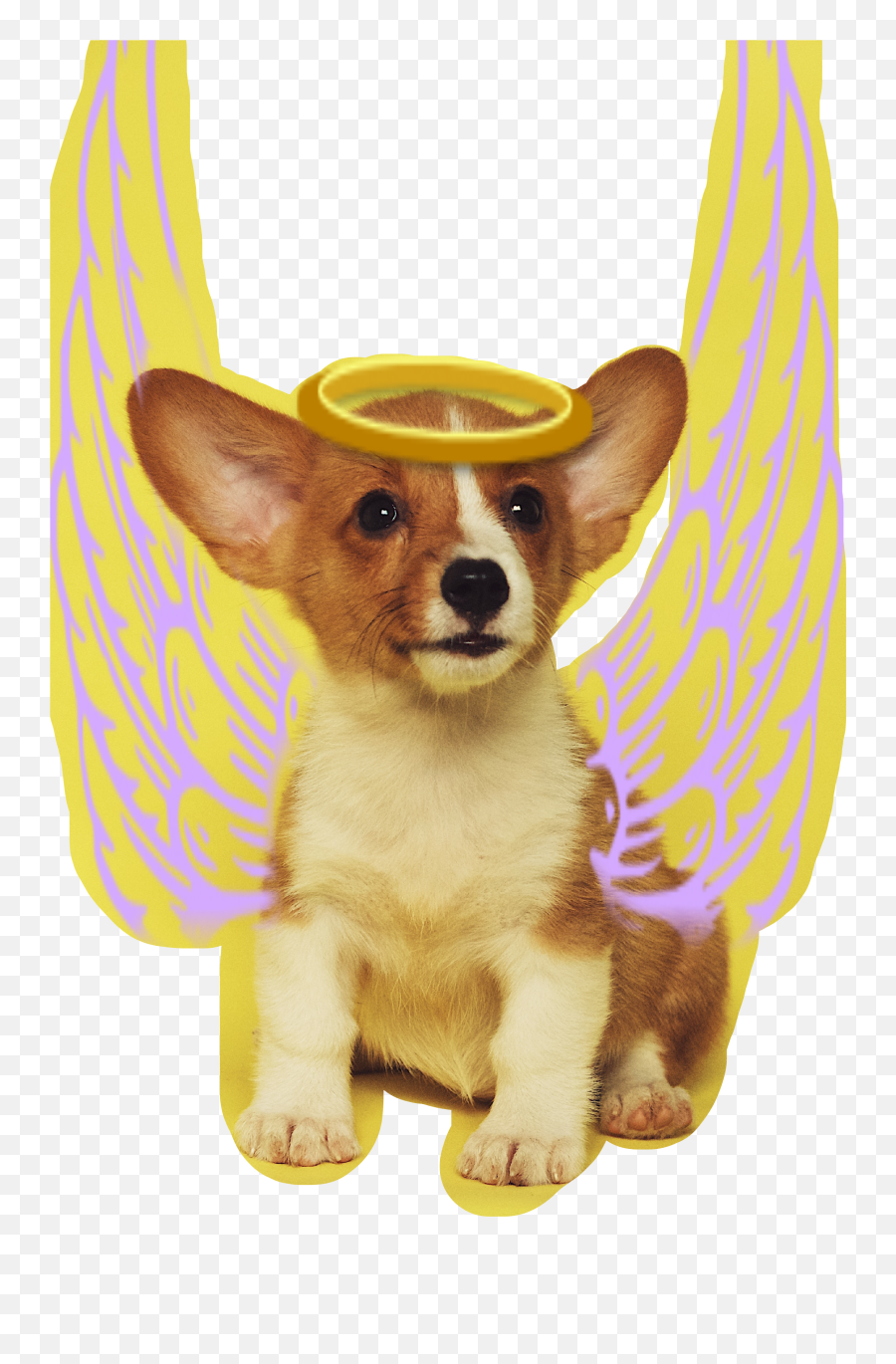 Flying Animals Sticker Challenge - Dogs With Yellow Background Emoji,Pembroke Welsh Corgi Emojis