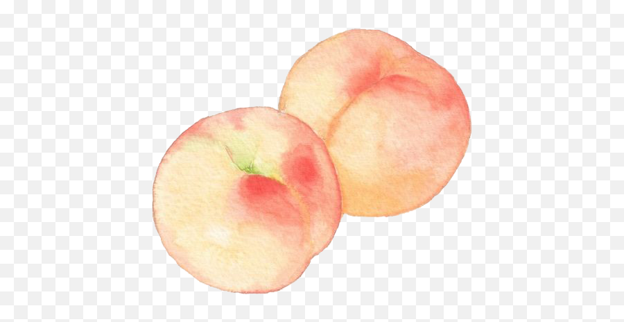 Peach Png Image Peach Png Clipart - Peach Drawing Png Emoji,Peach Emoji Tattoo