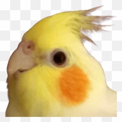 Acnhtwitter Emoji,Discord Cockatiel Emoji