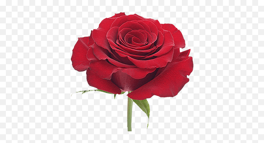 Monthly Subscription Of Rose Flowers Varieties Globalrose Emoji,Dead Flower Emoji