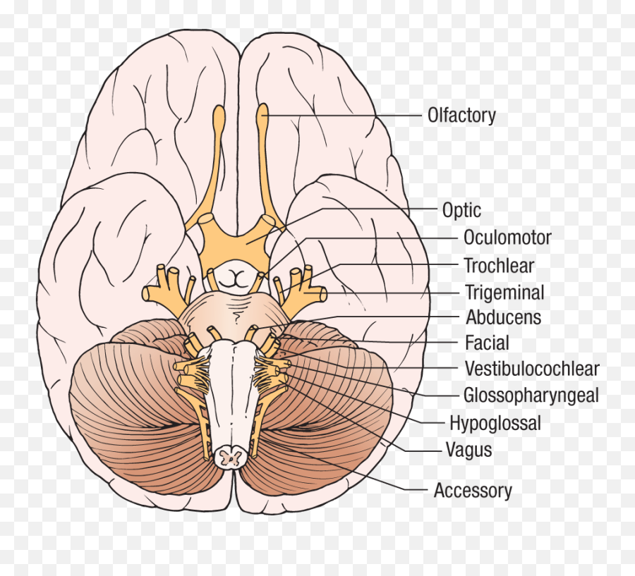 The Nervous System - Language Emoji,Emotions Influecne Autonomic Resctions Primarlt Fhrough Thevintsgration In The