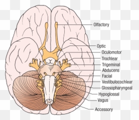 The Nervous System - Language Emoji,Emotions Influecne Autonomic Resctions Primarlt Fhrough Thevintsgration In The