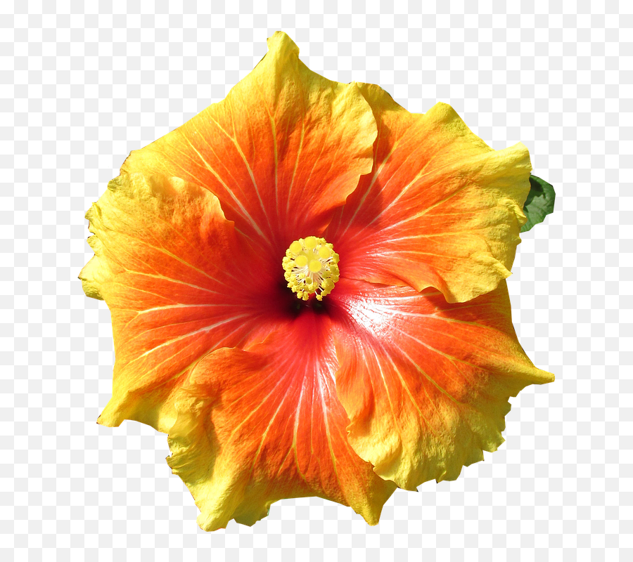 Hibiscus Flower Tropical Summer Cut Out - Hawaiian Shoeblackplant Emoji,Tropical Drink Emoji