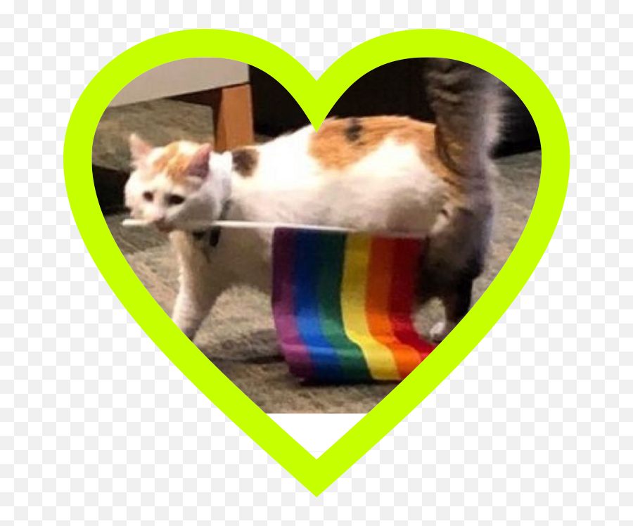 Gaycat Cats Gayrights Sticker - Cat Pride Flag Emoji,Where Is Gaycat Emoji