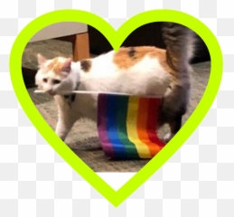 Gaycat Cats Gayrights Sticker - Cat Pride Flag Emoji,Where Is Gaycat Emoji