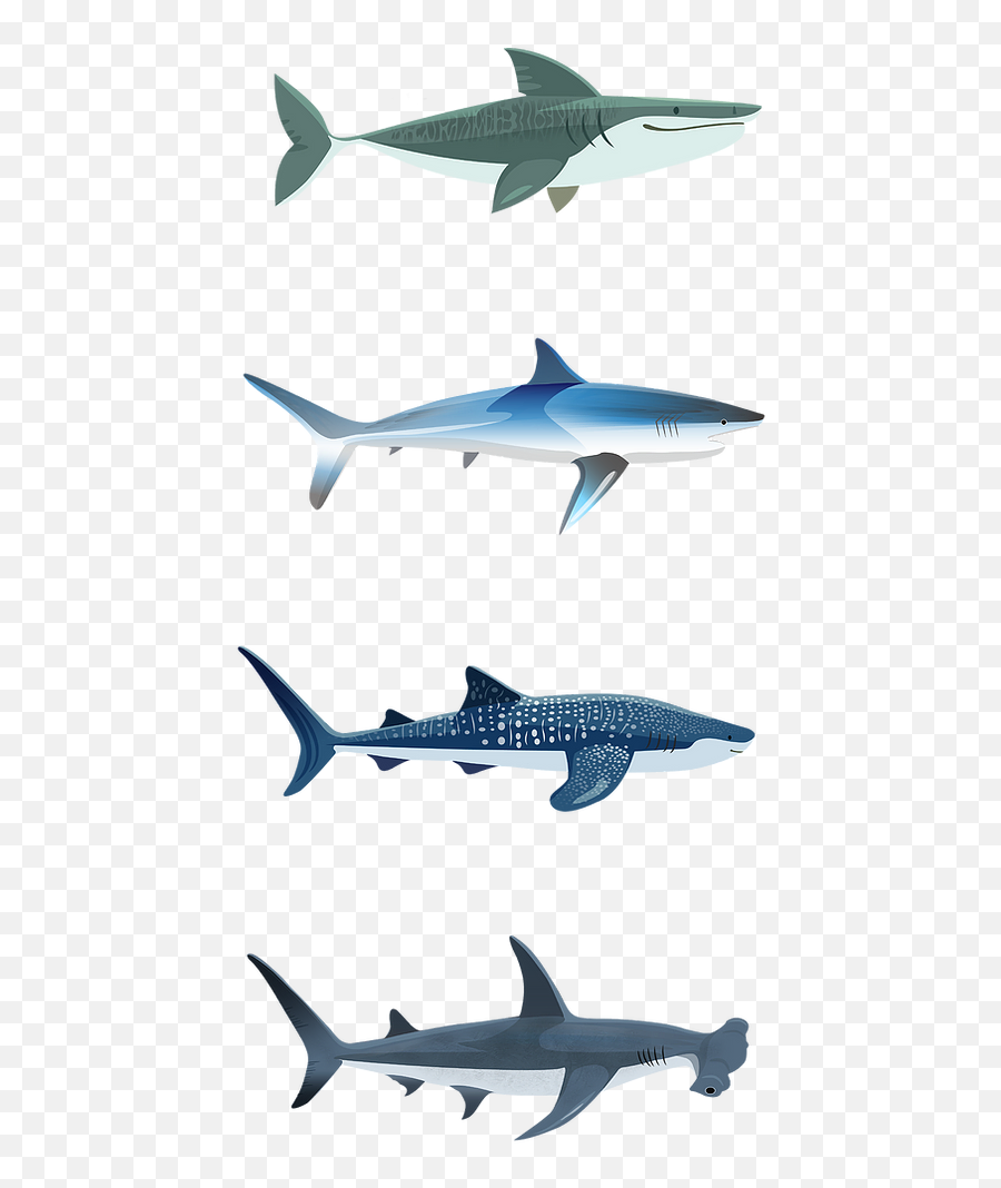 Shark Tank Hayden Park - Tiger Shark Emoji,Saltwater Emotions