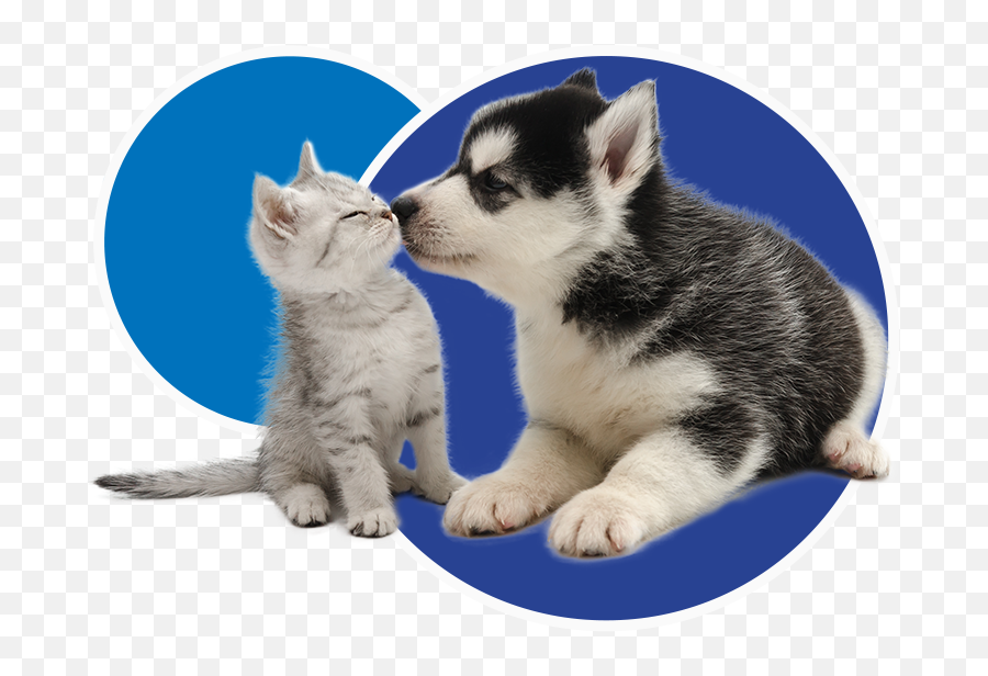 Faq - Dog And Cat Happy Emoji,Husky Stages Of Emotion