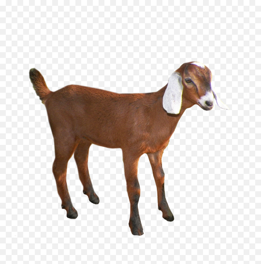 Goat Png Hd - Clipart Transparent Background Goat Emoji,The G.o.a.t Emoji
