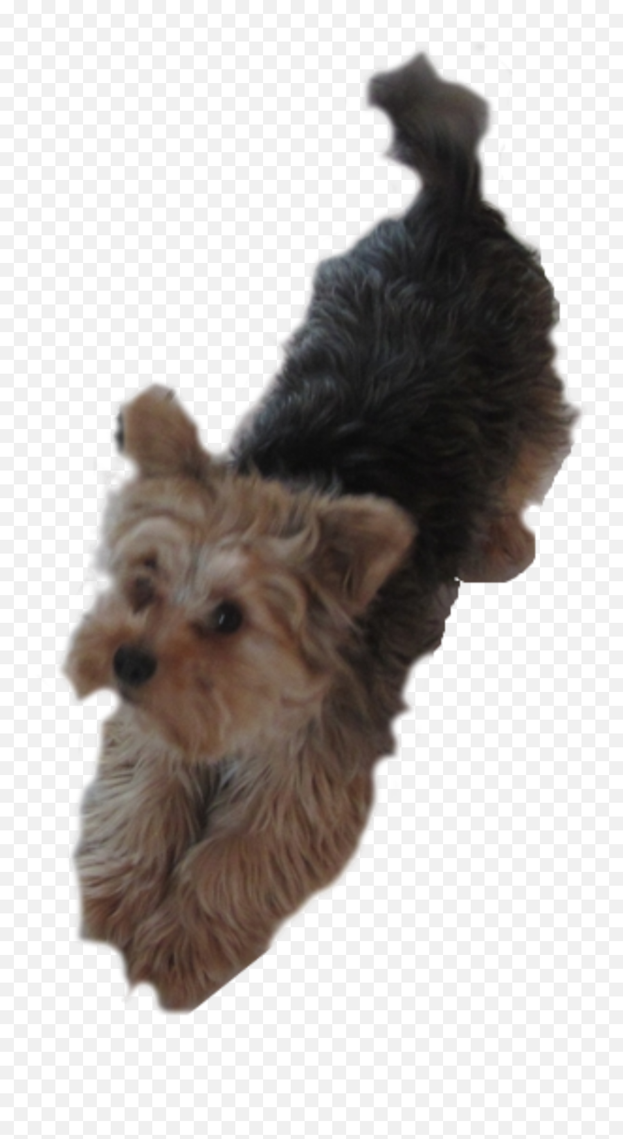 Clipart Puppy Yorkie Clipart Puppy - Free Yorkie Png Emoji,Yorkie Emoji