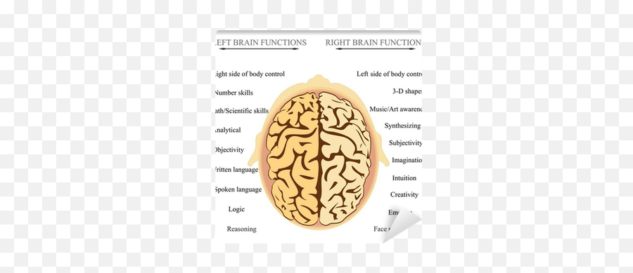 Brain Hemisphere Functions Wall Mural U2022 Pixers - We Live To Side Of The Brain Controls The Left Eye Emoji,What Hemisphere Of The Brain Controls Emotion In Men