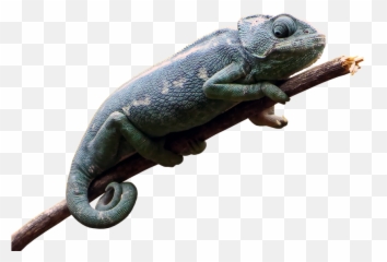Fauna Chamaeleonidae Chameleon Animal Emoji,Chameleons Color Emotions