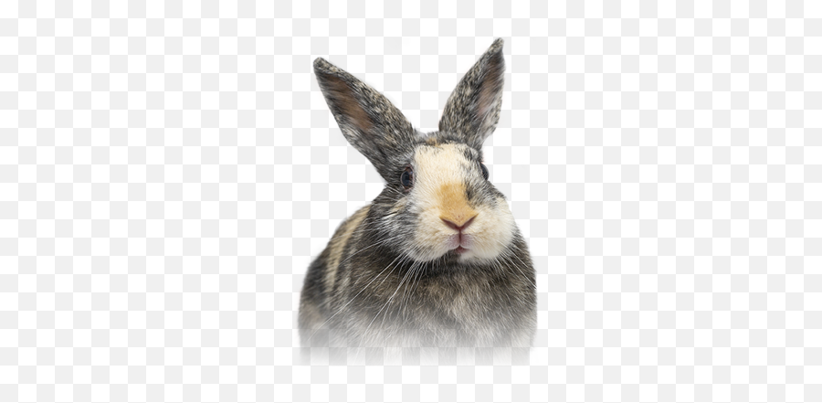 San Diego House Rabbit Society Emoji,Sitting Rabbit Emoticon
