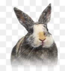 San Diego House Rabbit Society Emoji,Sitting Rabbit Emoticon