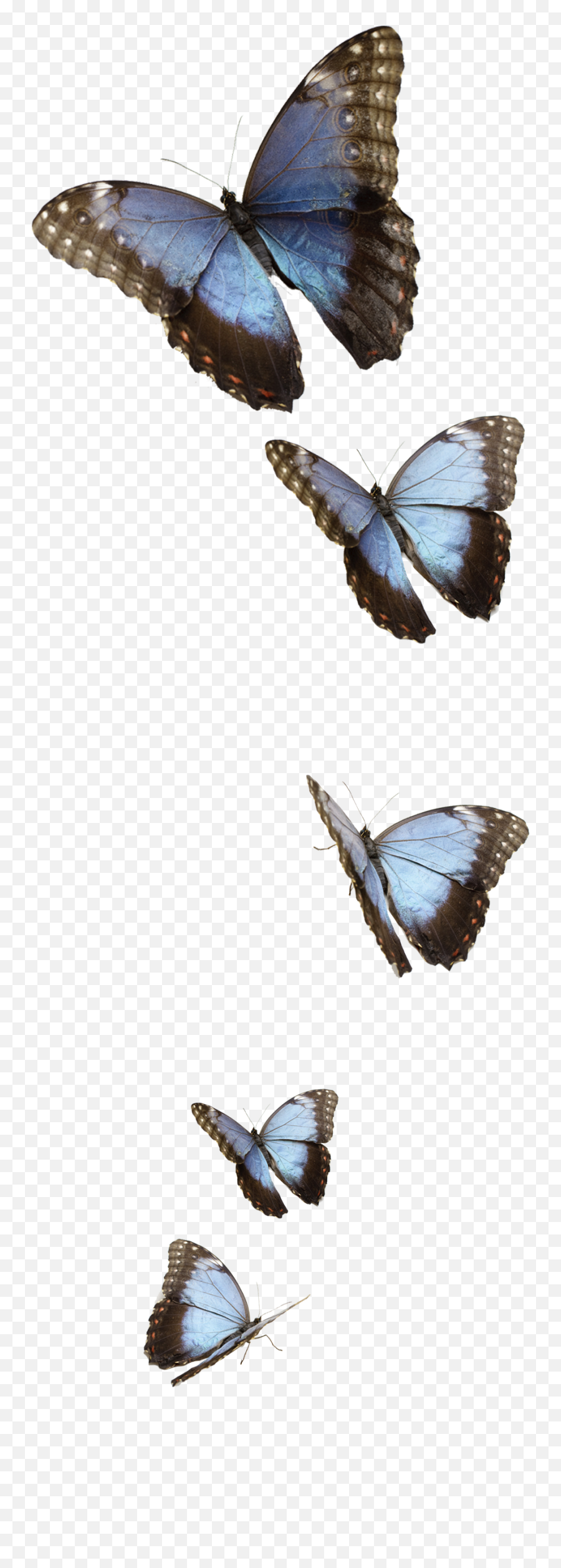 Flying Blue Butterflies Png Transparent Image Png Arts Emoji,Blue Butterfly Emoji