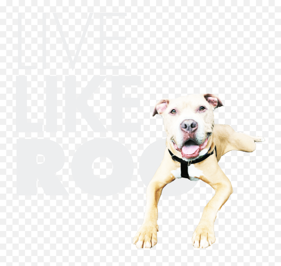 Booker Fund - Martingale Emoji,Dog Emotion