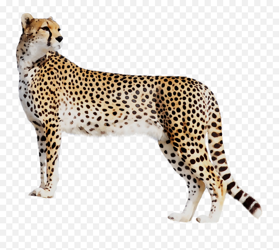 Cheetah Clipart African Cheetah Cheetah African Cheetah - Cheetah Png Emoji,Cheetah Emoji