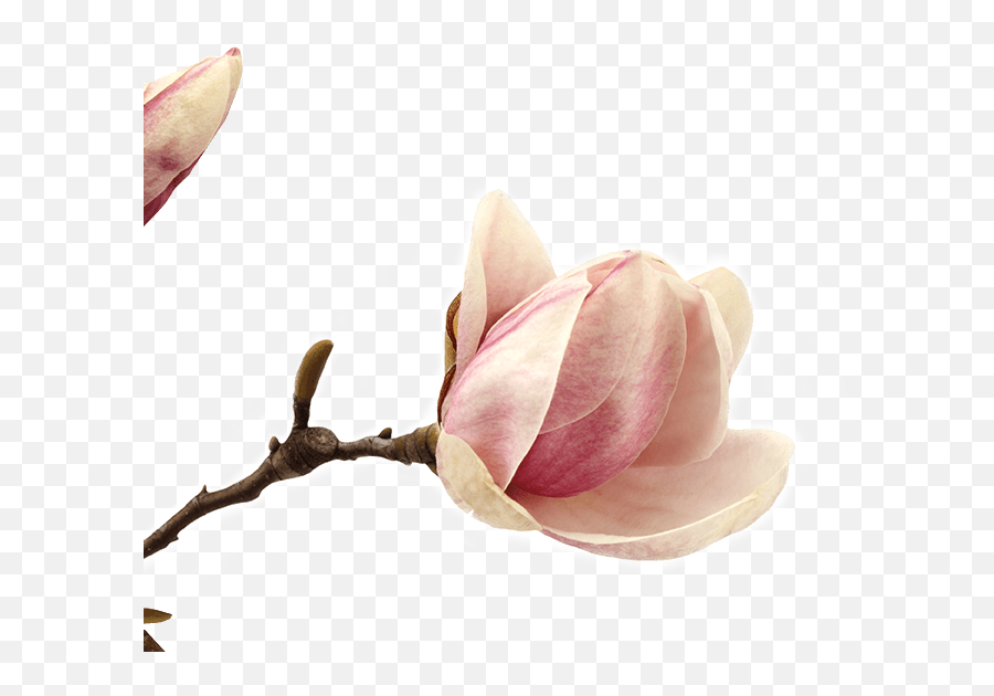 Landing U2013 Qua - Girly Emoji,Magnolia Emoji