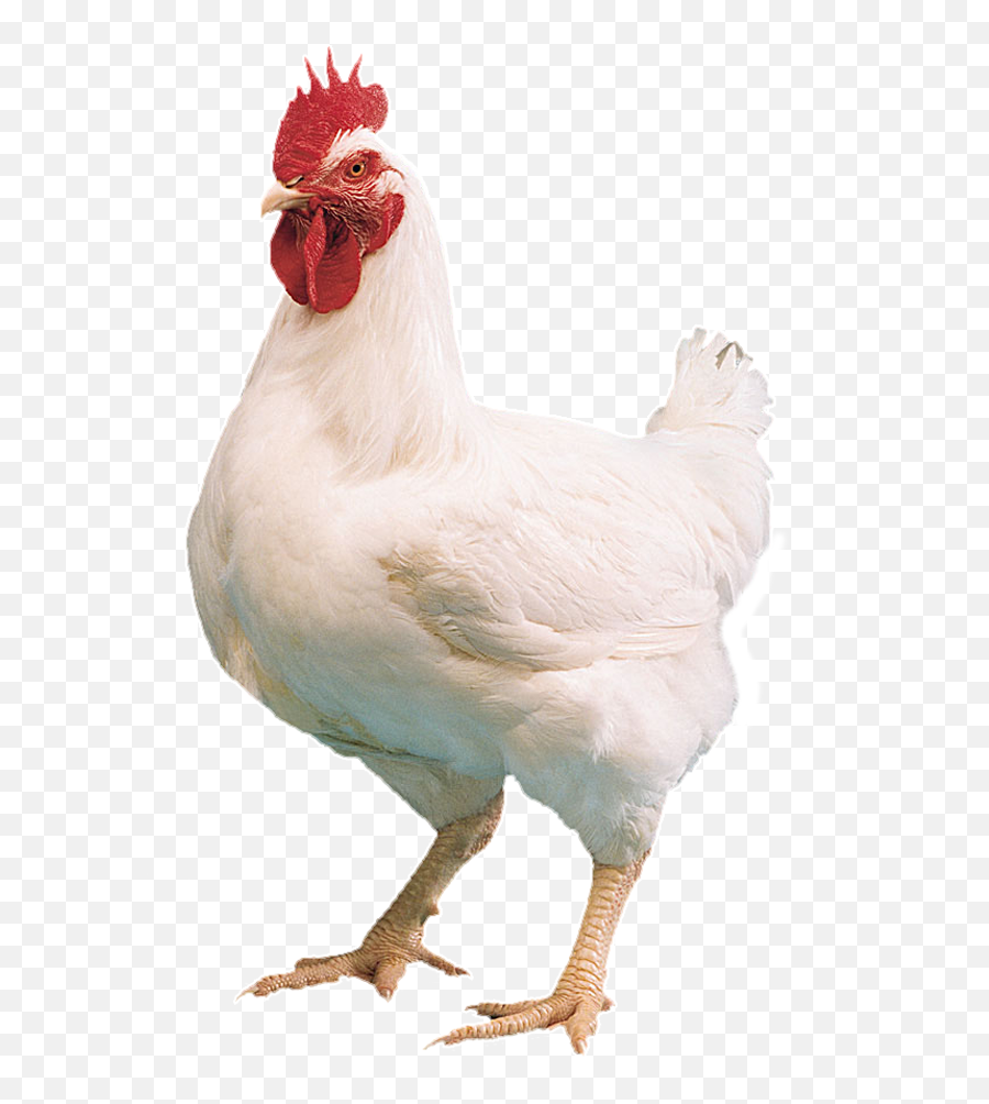 Chicken Png Clipart - Broiler Chicken Emoji,Rooster + Chicken Leg Emoji