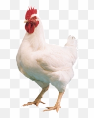 Chicken Png Clipart - Broiler Chicken Emoji,Rooster + Chicken Leg Emoji