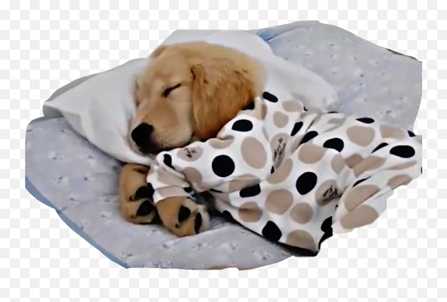 Sleeping Asleep Puppy Dog Sticker - Dog Clothes Emoji,Puppy Emoji Pillow