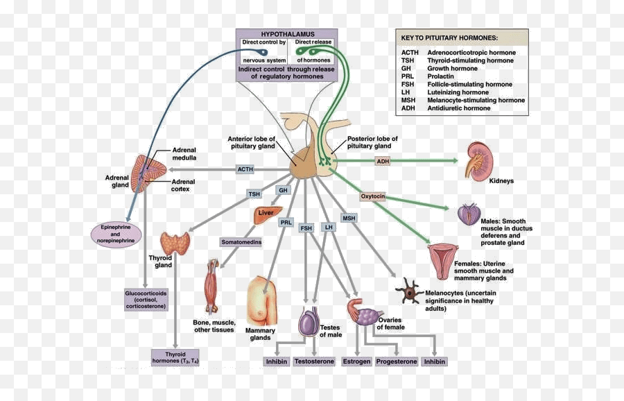 Anterior And Posterior Pituitary Gland - Posterior And Anterior Pituitary Hormones Emoji,