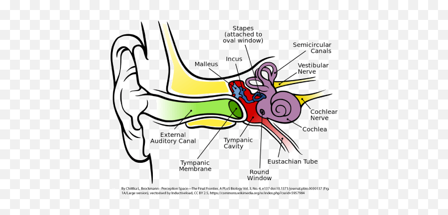 Your Ears Than A Nascar Race Car - Human Ear Emoji,Glass Case Of Emotions Nascar