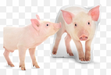 Custom Pillows - See Our Selection Of Custom Pillows U2013 All Emoji,Guinea Pig Ok Emoticon