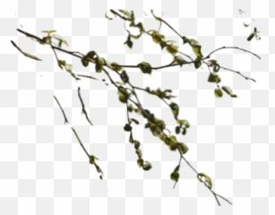 Road Between Yellow Leaves Tree During Daytime Transparent Emoji,Shmidt Emoticons