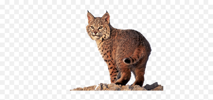 Bobcat Cat Lion Tiger Sticker Emoji,Bobcat Emoji