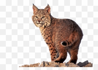 Bobcat Cat Lion Tiger Sticker Emoji,Bobcat Emoji