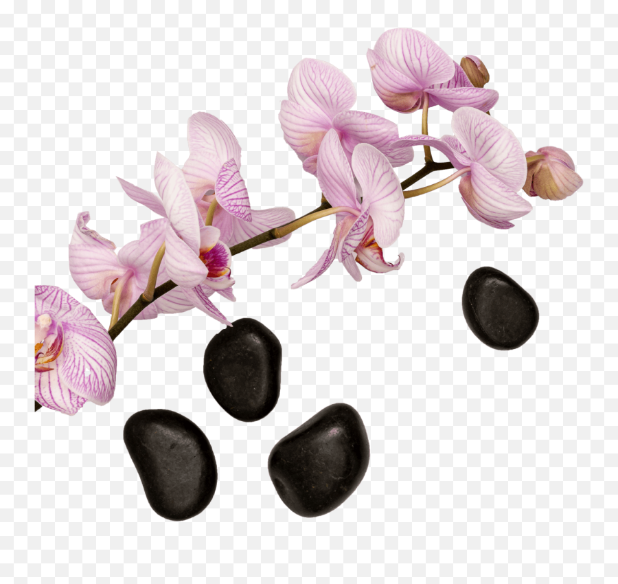 The Prestige Collection Hotels - Moth Orchid Emoji,Abelia Sweet Emotion Eden