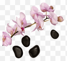 The Prestige Collection Hotels - Moth Orchid Emoji,Abelia Sweet Emotion Eden